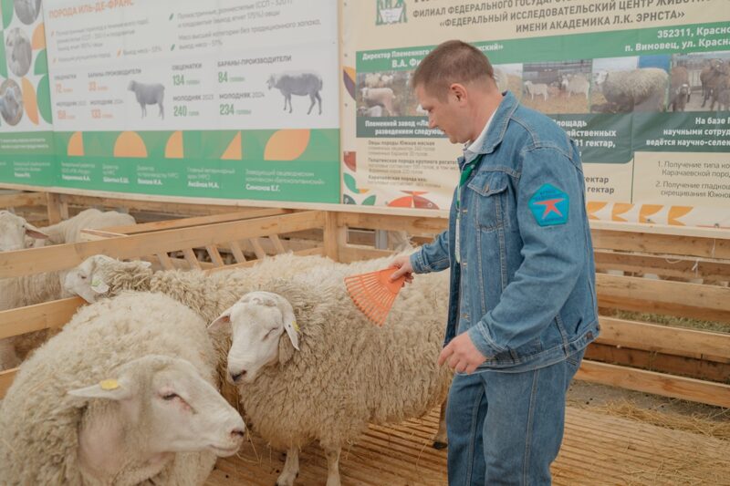 Подготовка овец к выставкам и ярмаркам 