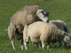 Признаки охоты у овцы