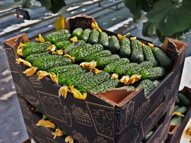 Розничные цены на огурцы выросли на 111% за три месяца