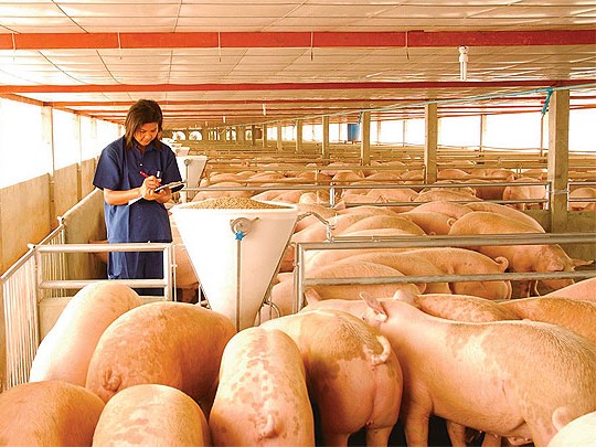 «Русагро» расширила земельный банк в Тамбовской области