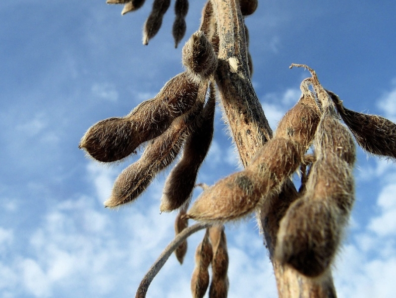 Семян для весеннего сева будет достаточно