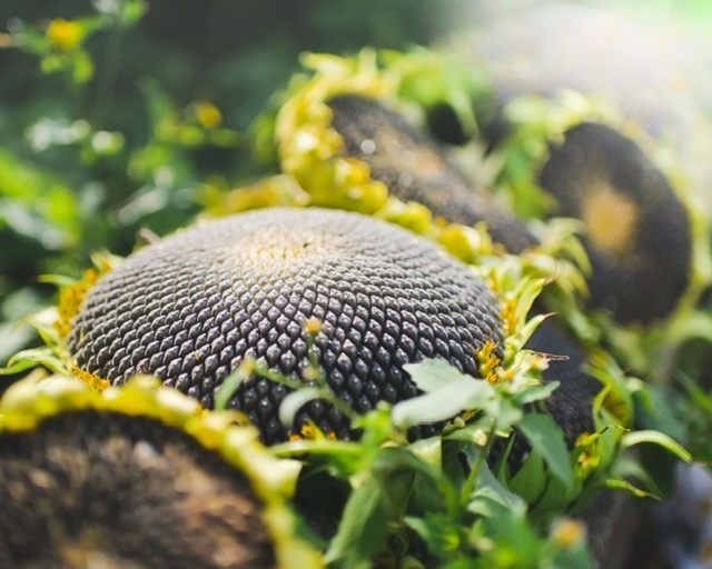 У переработчиков масличных усилилась конкуренция за сырье