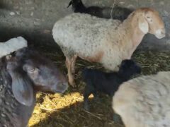 Как правильно выбрать время для отбивки ягнят