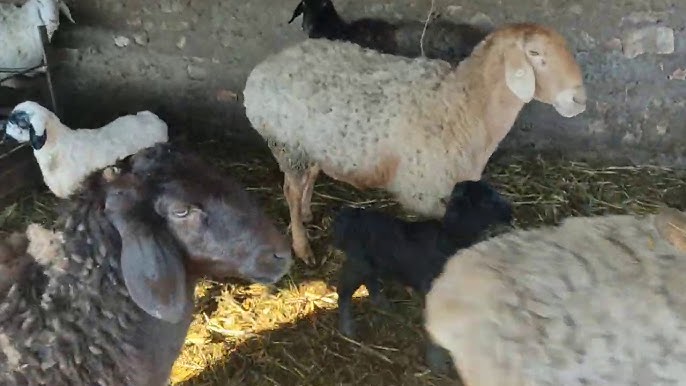 Как правильно выбрать время для отбивки ягнят