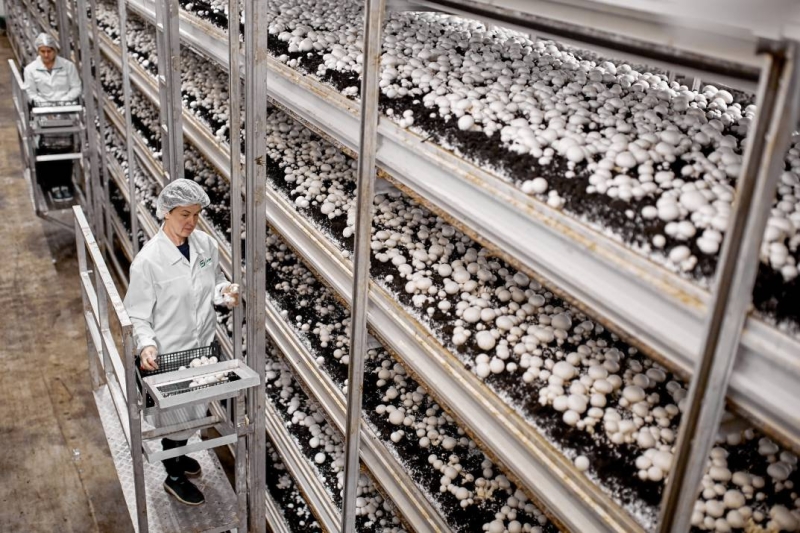 Антон Марушев, «Магнит»: «Наш приоритет — создавать ценность для потребителя каждый день»