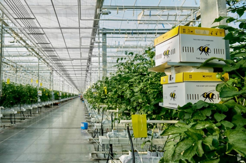 Антон Марушев, «Магнит»: «Наш приоритет — создавать ценность для потребителя каждый день»