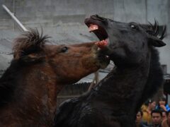 Драки среди жеребцов