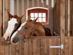 Экспорт лошадей из СНГ