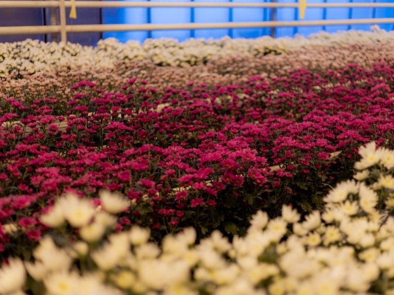 ГК «Горкунов» увеличит производство цветов