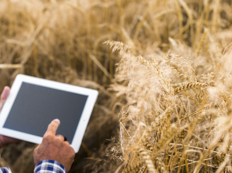 К 2030 году минимум 80% предприятий АПК должны перейти на отечественное ПО