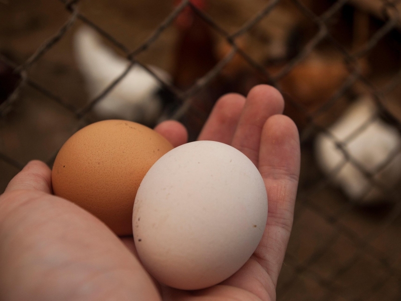 Крупнейшая яичная птицефабрика в Подмосковье будет запущена в 2026 года