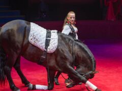 Лошади для цирка и шоу