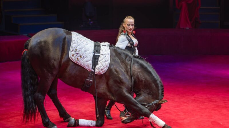 Лошади для цирка и шоу