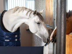 Лошади в реабилитации и иппотерапии