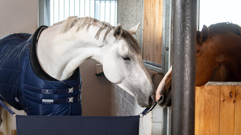 Лошади в реабилитации и иппотерапии