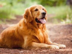 Лучшие породы собак для детей