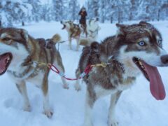 Лучшие породы собак для парных и упряжных работ
