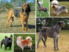 Малочисленные породы