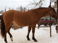 Породы лошадей для мясного производства