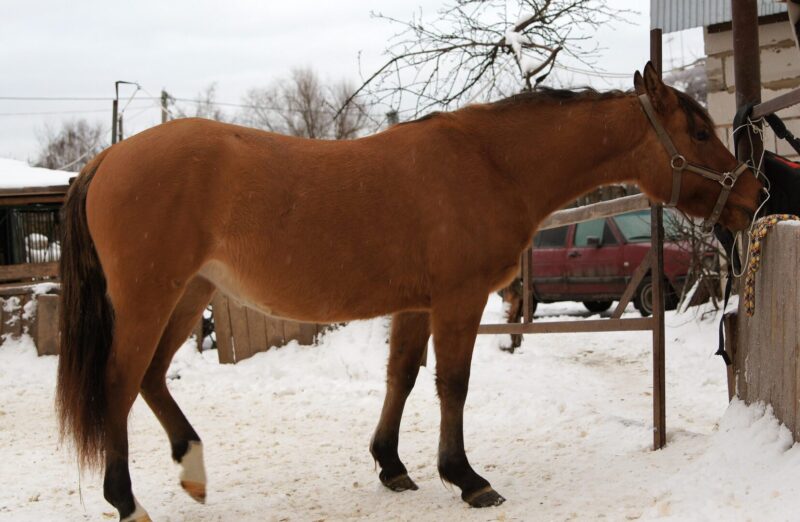 Породы лошадей для мясного производства