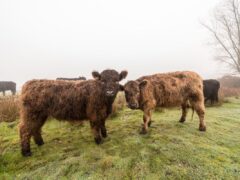 Популярные породы скота