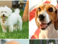 Породы собак с высоким уровнем ухода