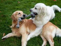 Лучшие породы собак для детей: