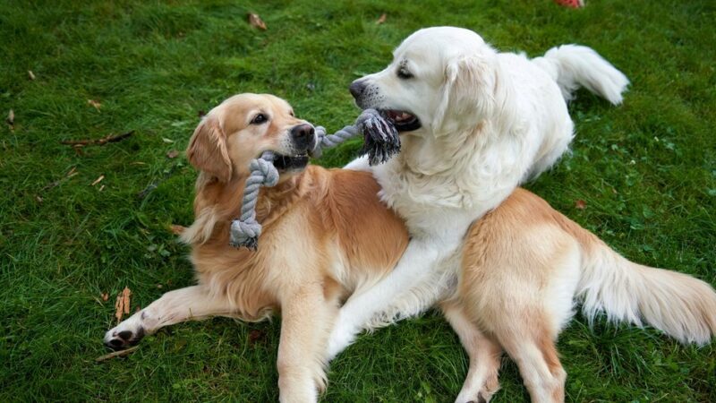 Лучшие породы собак для детей: