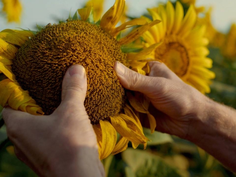 RUSEED: импортные семена подсолнечника на 72% дороже отечественных, кукурузы — вдвое