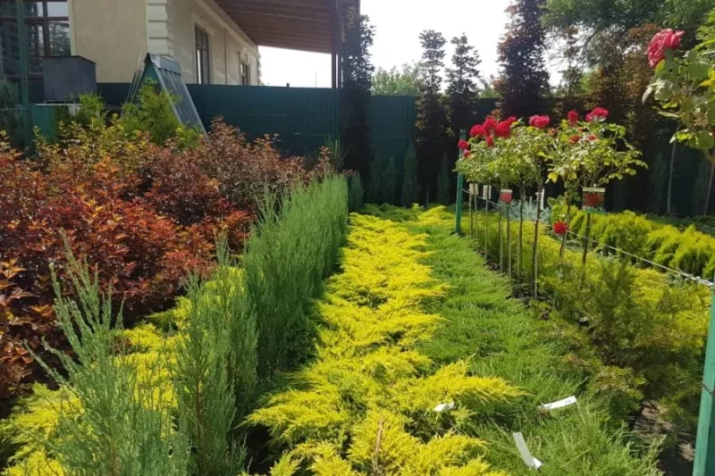 Покупка растений, организация полива и озеленение