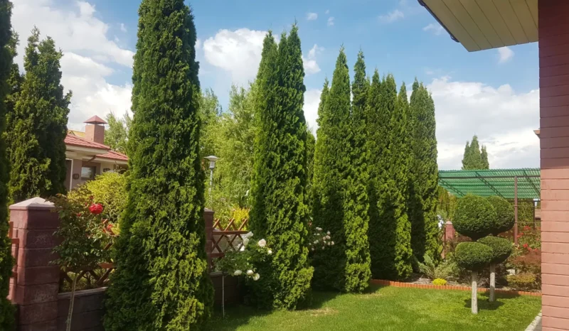 Садовый центр Green Park в Бишкеке