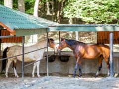 Специфика коневодства в Беларуси