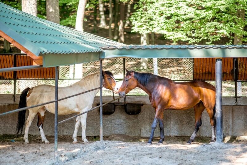 Специфика коневодства в Беларуси