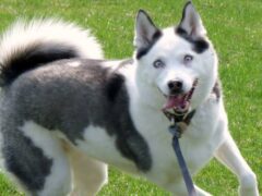 Сравнение популярных пород животных