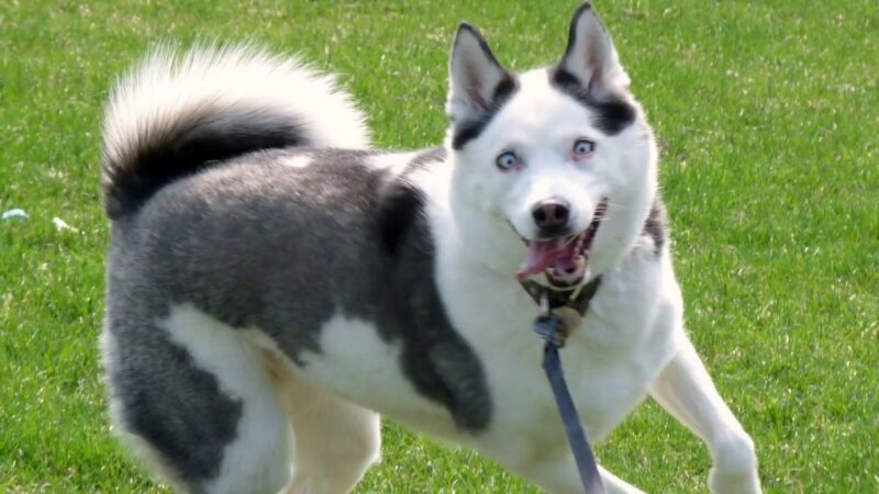 Сравнение популярных пород животных