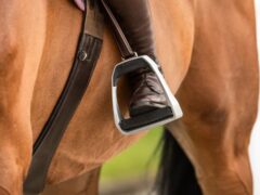 Типичные ошибки начинающих коневодов в СНГ