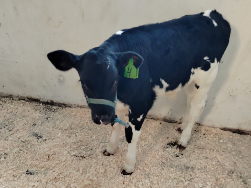 Ученые Санкт-Петербурга получили телят с уникальной генетикой