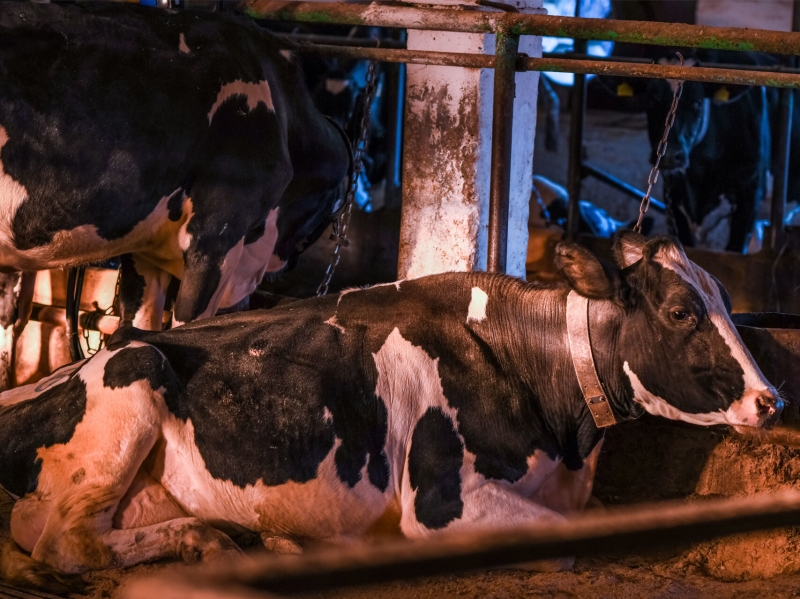 В хозяйстве «МолСиба» уничтожили 2,5 тысячи голов КРС