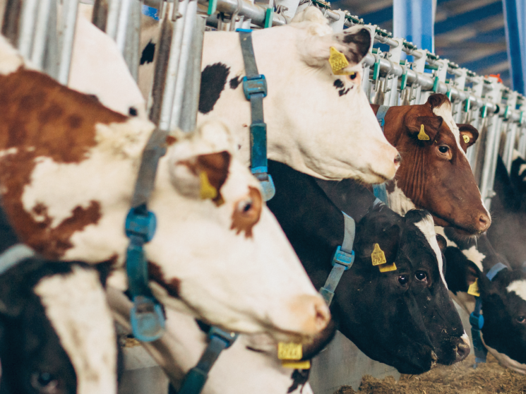 В Новосибирской области выделили 200 млн рублей на возмещение ущерба от пастереллеза