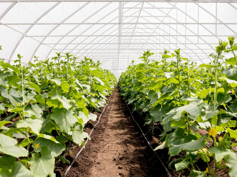 В Приморском крае появится новый тепличный комплекс