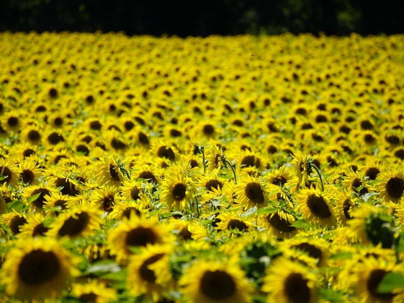 Впервые в России площади под подсолнечником могут превысить посевы яровой пшеницы