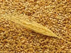 Зерновые и комбикорма