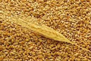 Зерновые и комбикорма