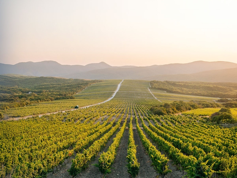 «Абрау-Дюрсо» продолжит расширять площади виноградников