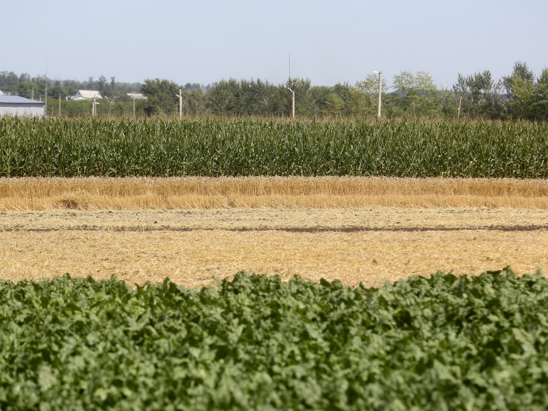 «Агросила» увеличит посевную площадь на 11,1 тысячи гектаров