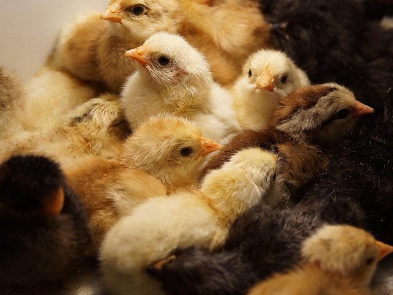 «Агросила» увеличивает производство инкубационных яиц