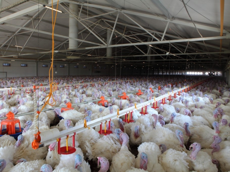 «Дамате» построит комбикормовый завод за 1,2 млрд рублей