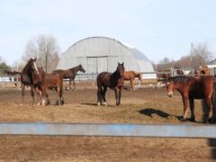 Формирование молодых табунов