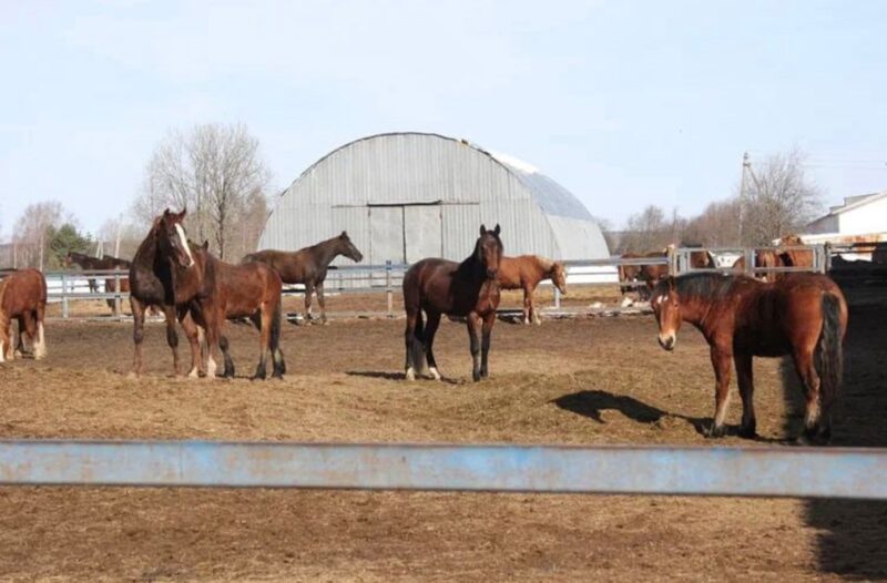 Формирование молодых табунов