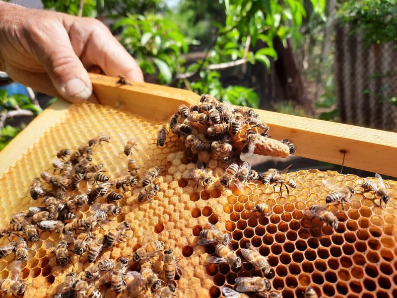 Год может стать благоприятным для пчеловодов